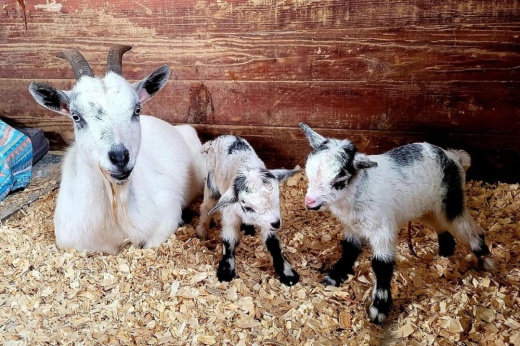 ROSE Therapeutic Farm & Goat Yoga is now also offering farm tours, pumpkin carving and other interactive services on its expanded property. (Courtesy ROSE Therapeutic Farm & Goat Yoga)