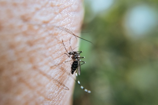 Two mosquito traps in  Georgetown have tested positive for West Nile virus Oct. 13. (Courtesy Pexels)