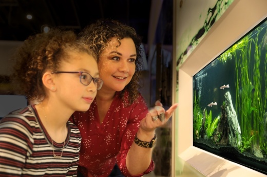 Visitors view the endangered fountain darters housed in an aquarium at the Edwards Aquifer Authority Education Outreach Center. (Courtesy Edwards Aquifer Authority)