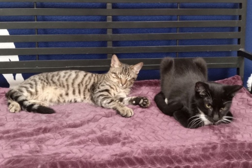 Both the Williamson County Regional Animal Shelter and Georgetown Animal Shelter have expressed capacity concerns. (Hunter Terrell/Community Impact)