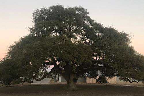 A Texas live oak tree located north of Lakewood Park was identified as the oldest tree in Leander at roughly 300 years old. (Courtesy Leander Foundation)