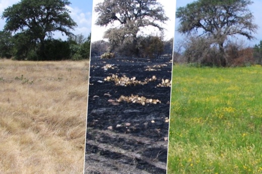 collage of three photos of the same land pre burn, post burn and dormant