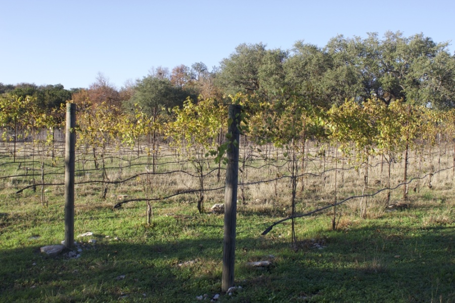 The vineyards at Fall Creek Vineyards in November. (Elle Bent/Community Impact)