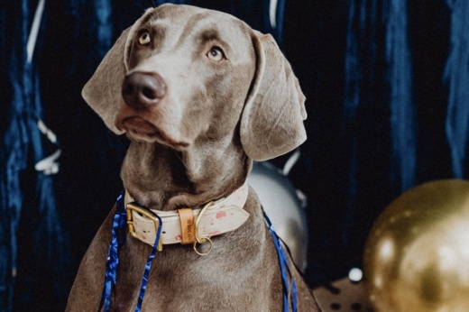 San Antonio Animal Care Services urges pet owners to take plenty of precautions to keep their pet happy and safe during New Year’s Eve/Day celebrations. (Courtesy Pexels)