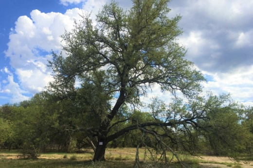 Located east of the intersection of Hero Way West and Lakeline Boulevard, the Pedernales Electric Cooperative, Inc. substation will be on roughly 4.93 acres. (Courtesy City of Leander)