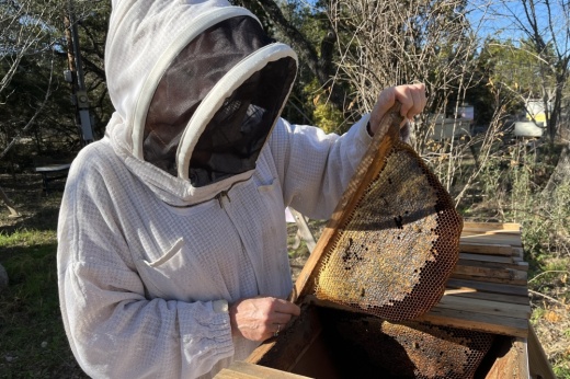 Photo of a woman in a bee suit holding up a honeycomb full of bees.