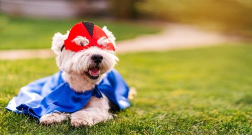 This year, the theme of McKinney's annual Krewe of Barkus Mardi Gras dog parade is “Unleash your Superhero." (Courtesy Adobe Stock)