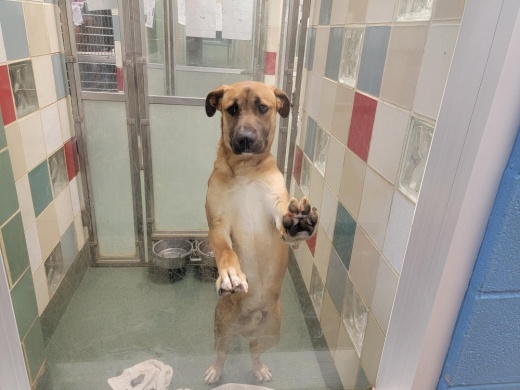 Dog at shelter