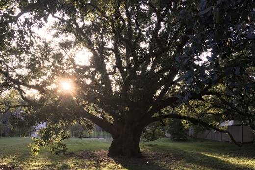 Freedom Tree Park in Missouri City
