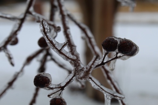 Frozen branch