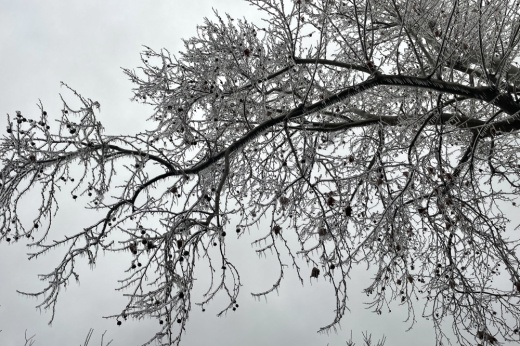 Williamson County Judge Bill Gravell issued a disaster declaration Jan. 31 in response to freezing rain and ice. (Claire Shoop/Community Impact)