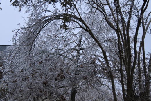 Iced-over tree