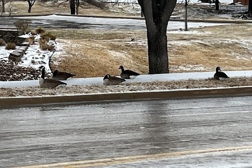 Ducks on an icy road