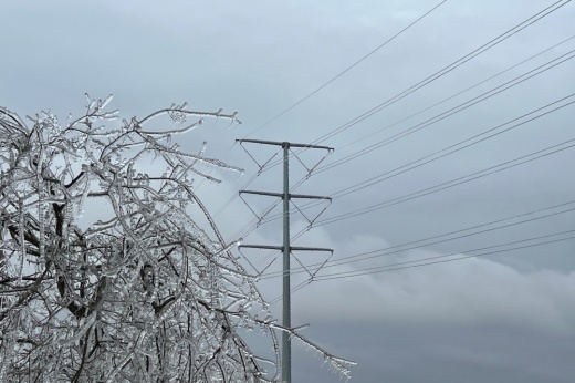 Frozen tree and power lines.