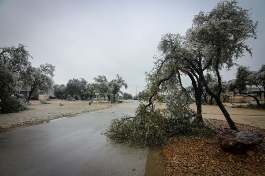 Following the winter storm, the cities of Cedar Park and Leander are offering tree removal services to affected residents. (Derek Sullivan/Community Impact)