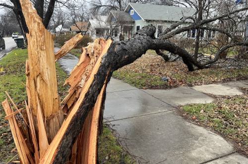 A large number of trees in Georgetown were damaged as a result of a recent ice storm. (Joe Warner/Community Impact)