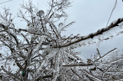 picture of icicles on a tree