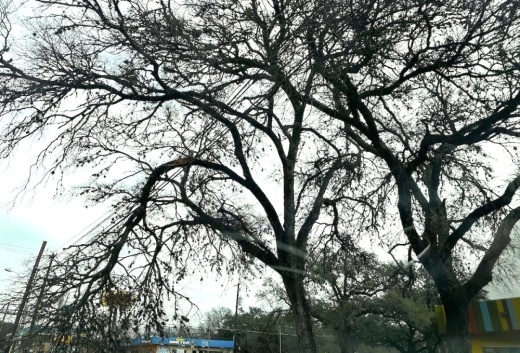 Austin emergency officials said strong winds could cause more power line damage on Feb. 7. (Amanda Cutshall/Community Impact)