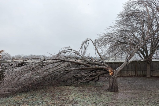 Following severe ice accumulation on trees during the winter ice storm causing them to fall, cleanup will take a little longer than initially expected. (Courtesy Kristi Sparks Blincoe)