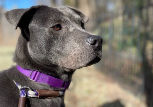 The Williamson County Regional Animal Shelter started a program to let the public foster a dog for the day. (Courtesy Williamson County Regional Animal Shelter)