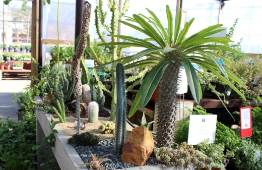 Throughout the shop, gardeners will find inspiration pieces designed and planted by knowledgeable staff members. Schmidt said they pride themselves on carrying hard-to-find plants that do well in North Texas. (Karen Chaney/Community Impact)