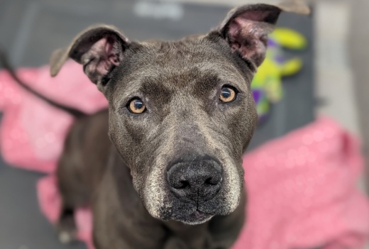 Williamson County and the city of Georgetown are considering a partnership to expand the Williamson County Regional Animal Shelter. (Courtesy Williamson County Regional Animal Shelter)