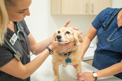 UrgentVet is a unique concept that bridges the gap between primary practices and 24-hour emergency vets by offering pets relief for mild illnesses and minor injuries at an affordable rate. (Courtesy UrgentVet)