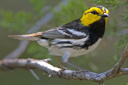a bird sits on a tree limb