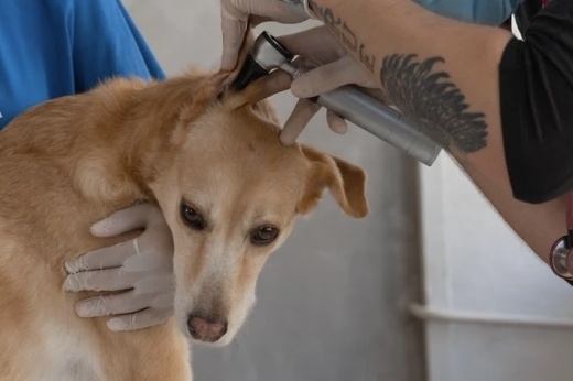 dog at vet