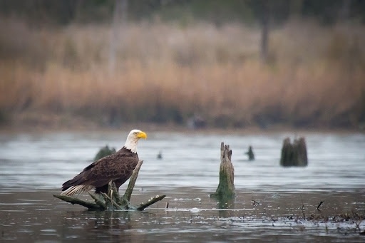 Eagle sitting in a green space