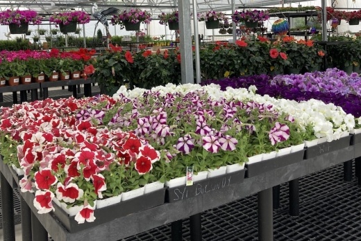 A container of red, purple and white flowers.