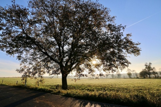 As sun sets in the background, an oak tree in a field of tall grasses is illuminated by its fading light.