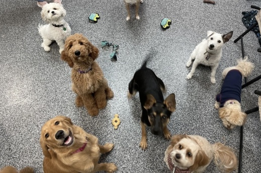 seven dogs look up at a camera while sitting