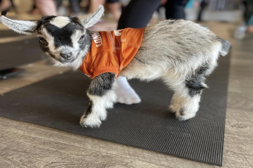 Yoga & Goga will offer goat yoga June 10 at the Hill Country Galleria studio, 12700 Hill Country Blvd., Ste. 115, Bee Cave. (Courtesy Yoga & Goga)
