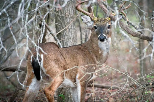 Chronic wasting disease was detected in a white-tailed deer, such as this one, found in January in Hollywood Park. (Courtesy Texas Parks and Wildlife)