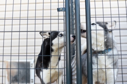 Two dogs touching noses between kennels