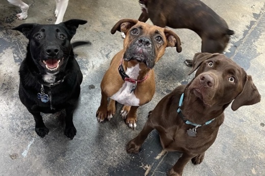 three dogs sitting and looking up at the camera