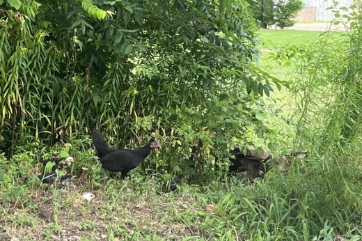 A black chicken standing in a grassy area.