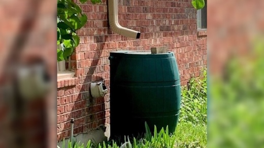 A green rain barrel under a storm drain in front of a brick house.