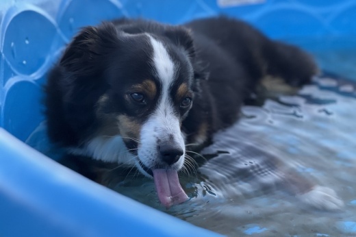 dog in a small pool of water