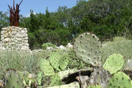 cacti