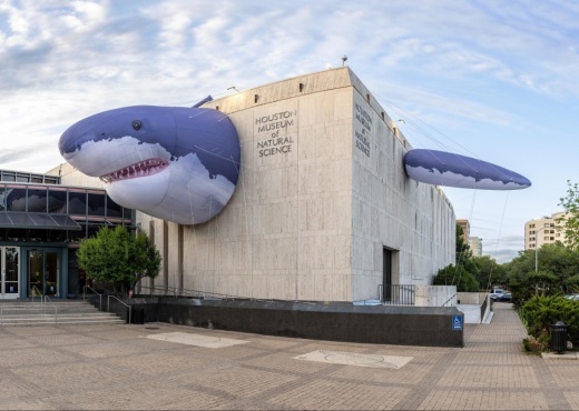 Shark fins and a head jut out of the Houston Museum of Natural Science