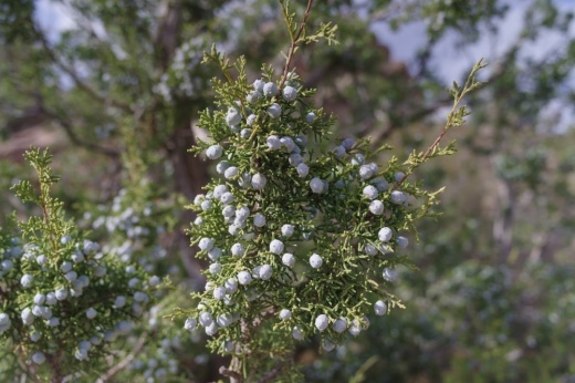 Allergies in the Austin area from December through February are largely caused by the ashe juniper tree, more commonly known as the mountain cedar tree. (Courtesy Adobe Stock)