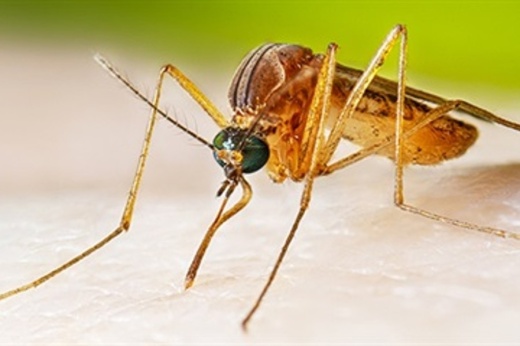 mosquito