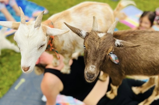 Relax with furry friends at Goat Yoga in Frisco on Aug. 27. (Courtesy Goat Yoga DFW)