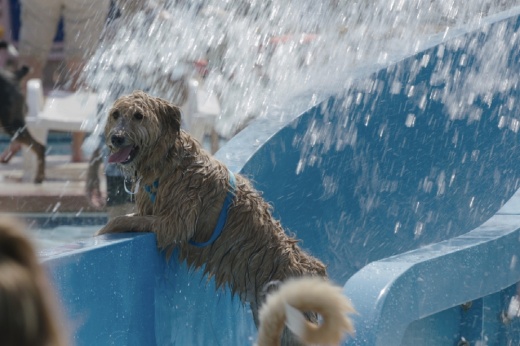 A dog swimming at a water park