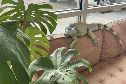 Agave Veterinary Care offers health care services to dogs and cats in addition to exotic species such as ferrets and reptiles. (Courtesy Agave Veterinary Care and Exotic Animal Hospital)