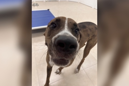 Offering grooming for dogs and boarding services for cats and dogs, Hounds Town opened its first Central Texas location in Leander. (Courtesy Hounds Town)