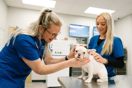Two veteinarians examine a white dog.