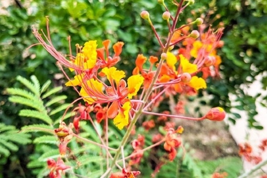The Lakeway Garden Club will host a member mixer at the Lake Travis Community Library.